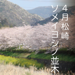 ソメイヨシノの桜並木 と お花畑 In 伊豆 松崎町 真心のおもてなし モダン宿坊 禅の湯